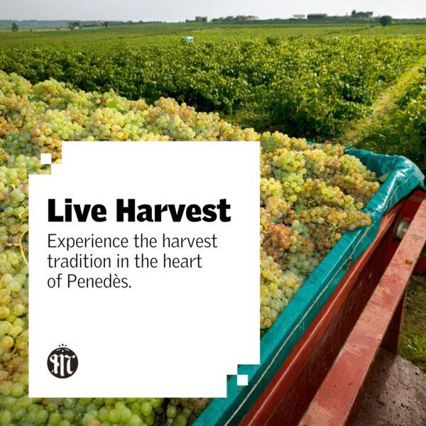 experience the harvest tradition in the heart of Penedès