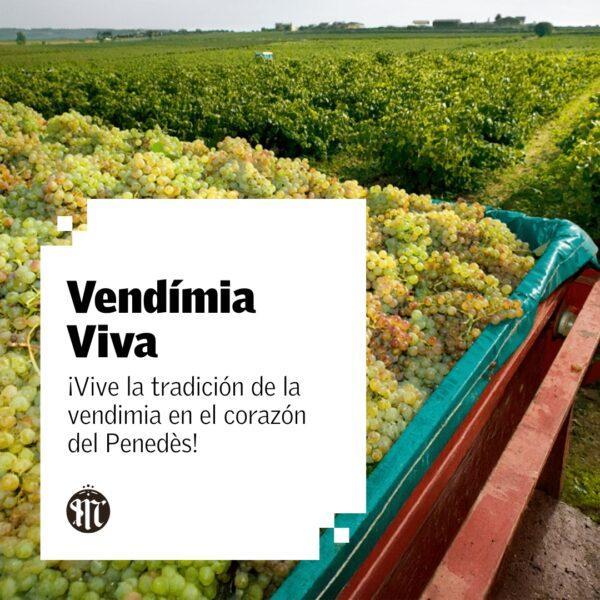 vive la tradición de la vendímia en el corazón del Penedès