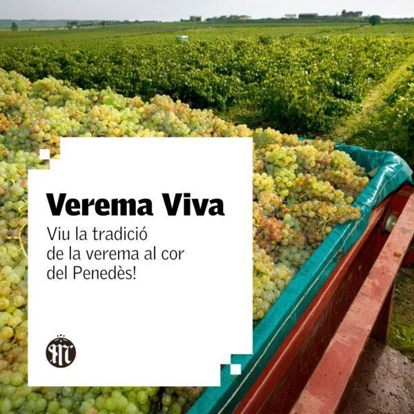 viu la tradició de la verema al cor del Penedès